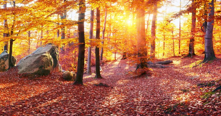 Automne 4K Ultra Fond D'Écran Hd  Arrière-Plan serapportantà Nature D Automne