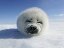 Baby Seal Resting On The Snow - All Best Desktop Wallpapers dedans Baby Phoque