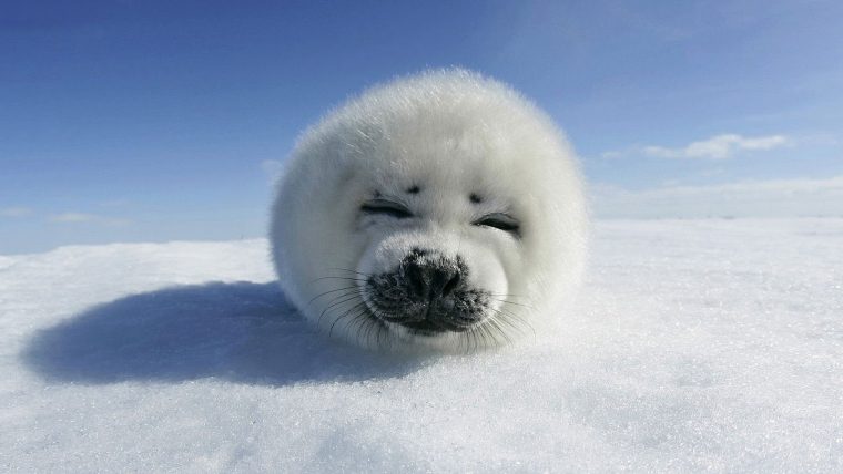 Baby Seal Resting On The Snow – All Best Desktop Wallpapers dedans Baby Phoque