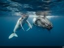 Baleine  Zoologiste concernant Cri Baleine