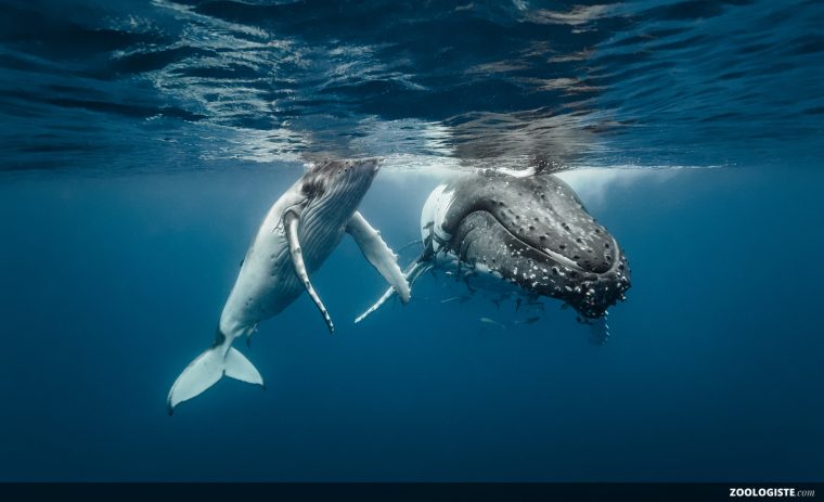 Baleine  Zoologiste concernant Cri Baleine