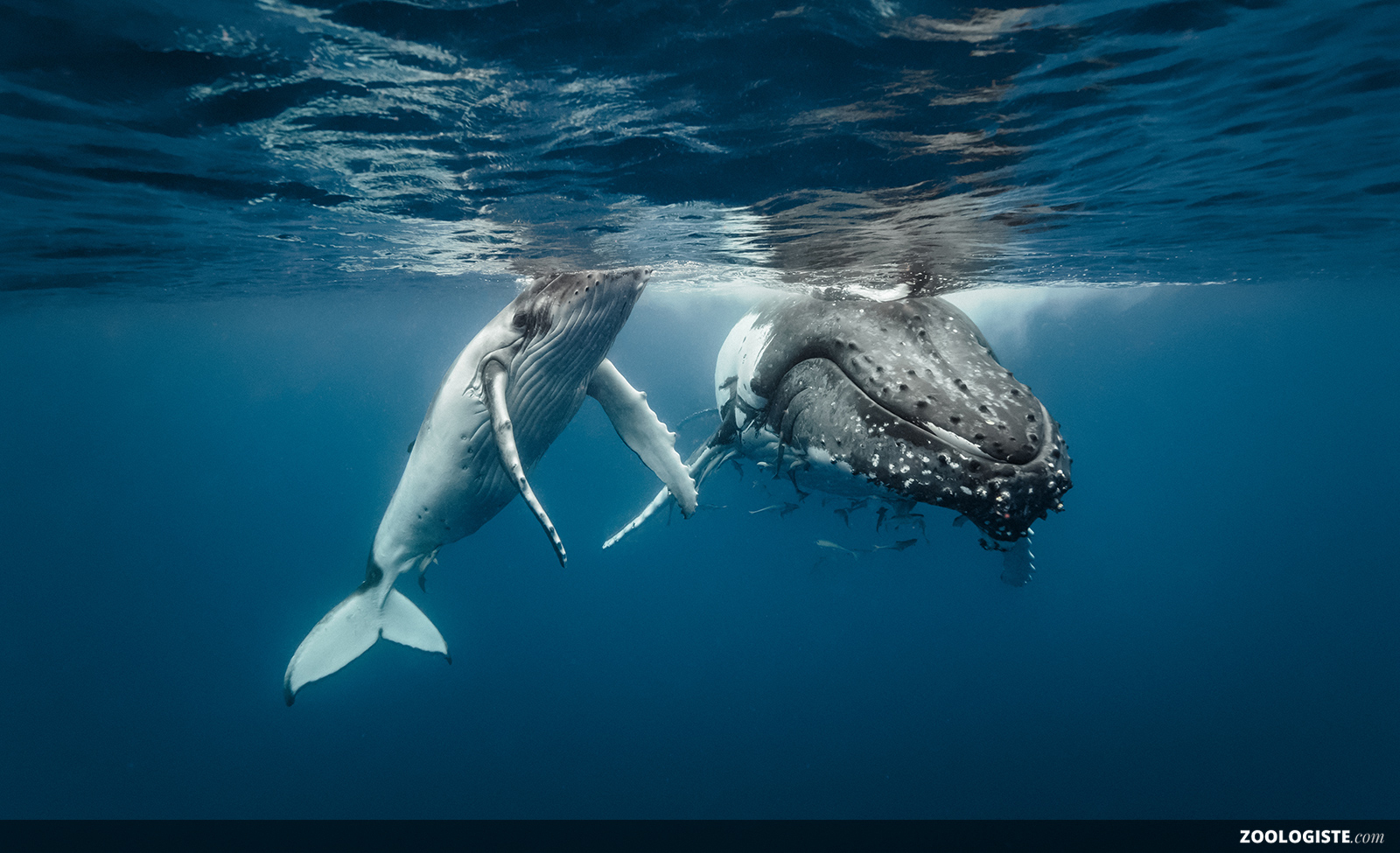 Baleine  Zoologiste concernant Cri Baleine 