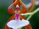 Ballerina Orchid  Orchidée Rare, Orchidée, Fleurs Incroyables avec Fleurs Orchidée