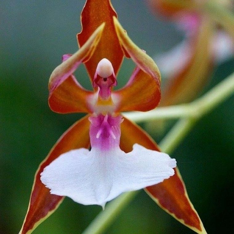 Ballerina Orchid  Orchidée Rare, Orchidée, Fleurs Incroyables avec Fleurs Orchidée