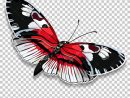 Beau Papillon Avec Les Ailes Noires Et Blanches Rouges Sur à Papillon Dessin