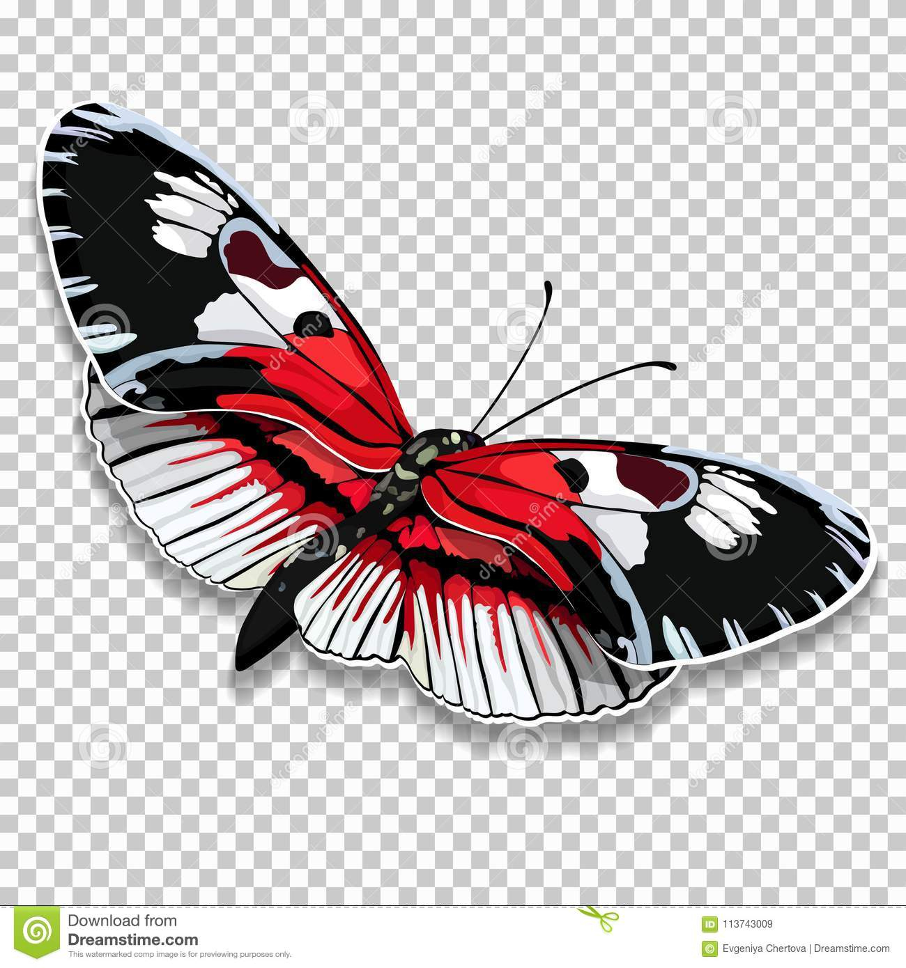 Beau Papillon Avec Les Ailes Noires Et Blanches Rouges Sur à Papillon Dessin 