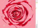 Belle Fleur De Rose De Rouge Avec L'Effet D'Un Dessin D intérieur Belle Fleur Dessin