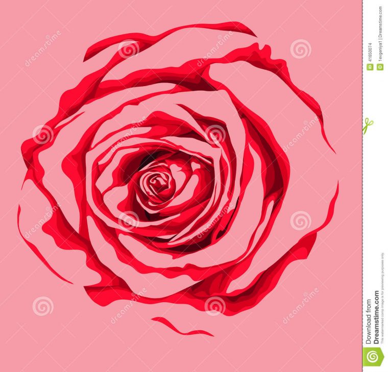 Belle Fleur De Rose De Rouge Avec L'Effet D'Un Dessin D intérieur Belle Fleur Dessin