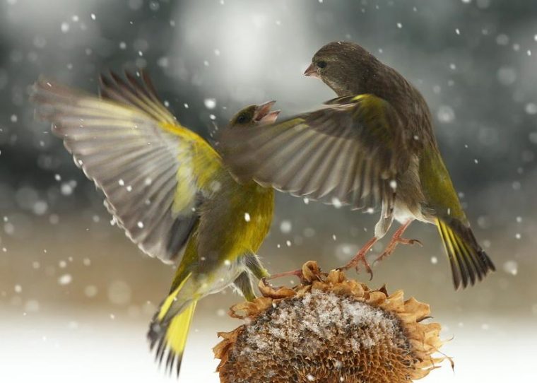 Belles Images Du Net Divers – Page 4 pour Images Oiseaux Gratuites