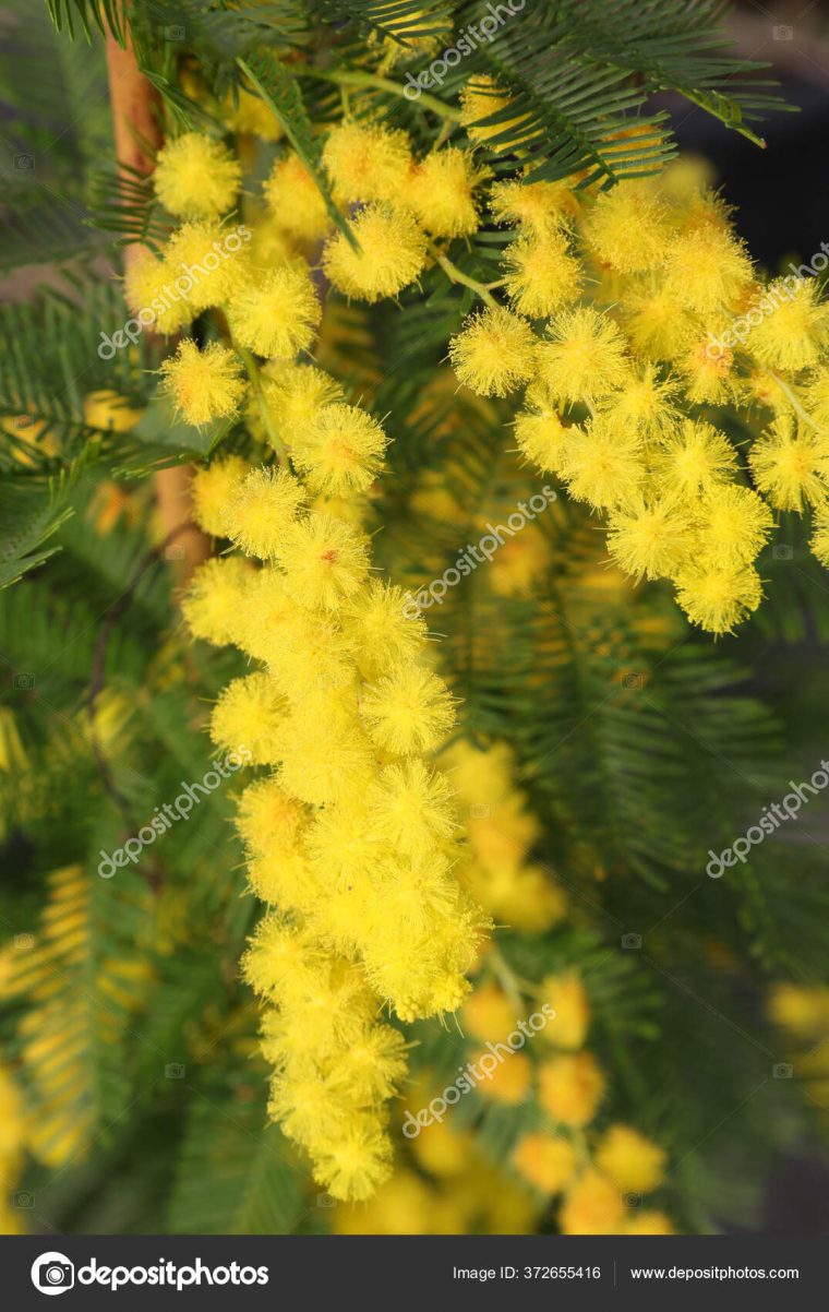 Belles Petites Fleurs Mimosa Irisé Fleuri Printemps concernant Fleurs Mimosa