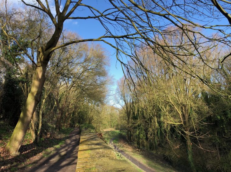 Bergues-Arbres-En-Hiver – Plus Au Nord serapportantà Arbre En Hiver