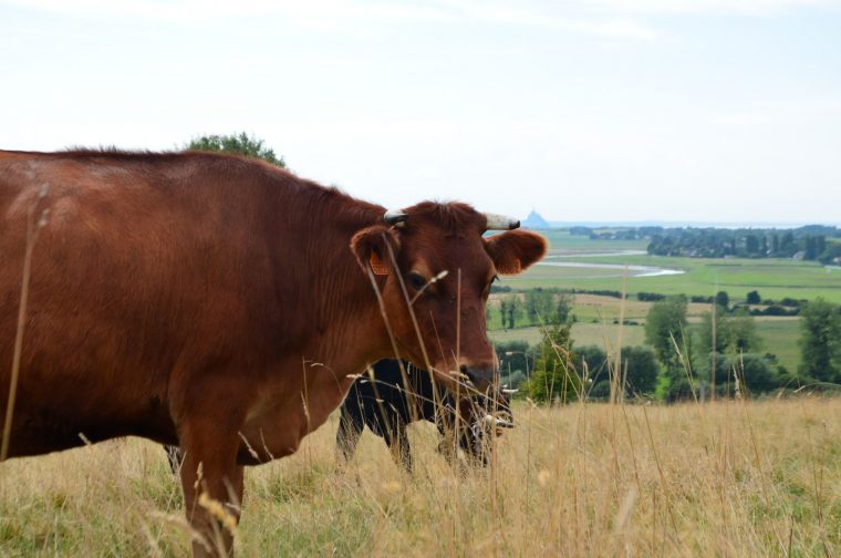 Booklet: Vache Canadienne A Vendre intérieur Cri De La Vache