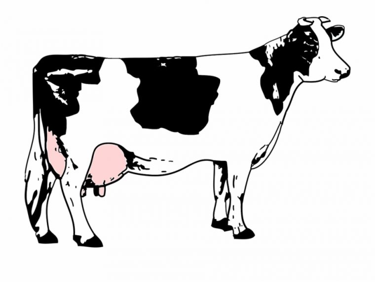 Booklet: Vache Noire Dessin encequiconcerne Comment Dessiner Une Vache Facilement