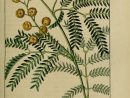 Botanical Drawings, Botanical Illustration, Plant Illustration pour Dessin De Mimosa