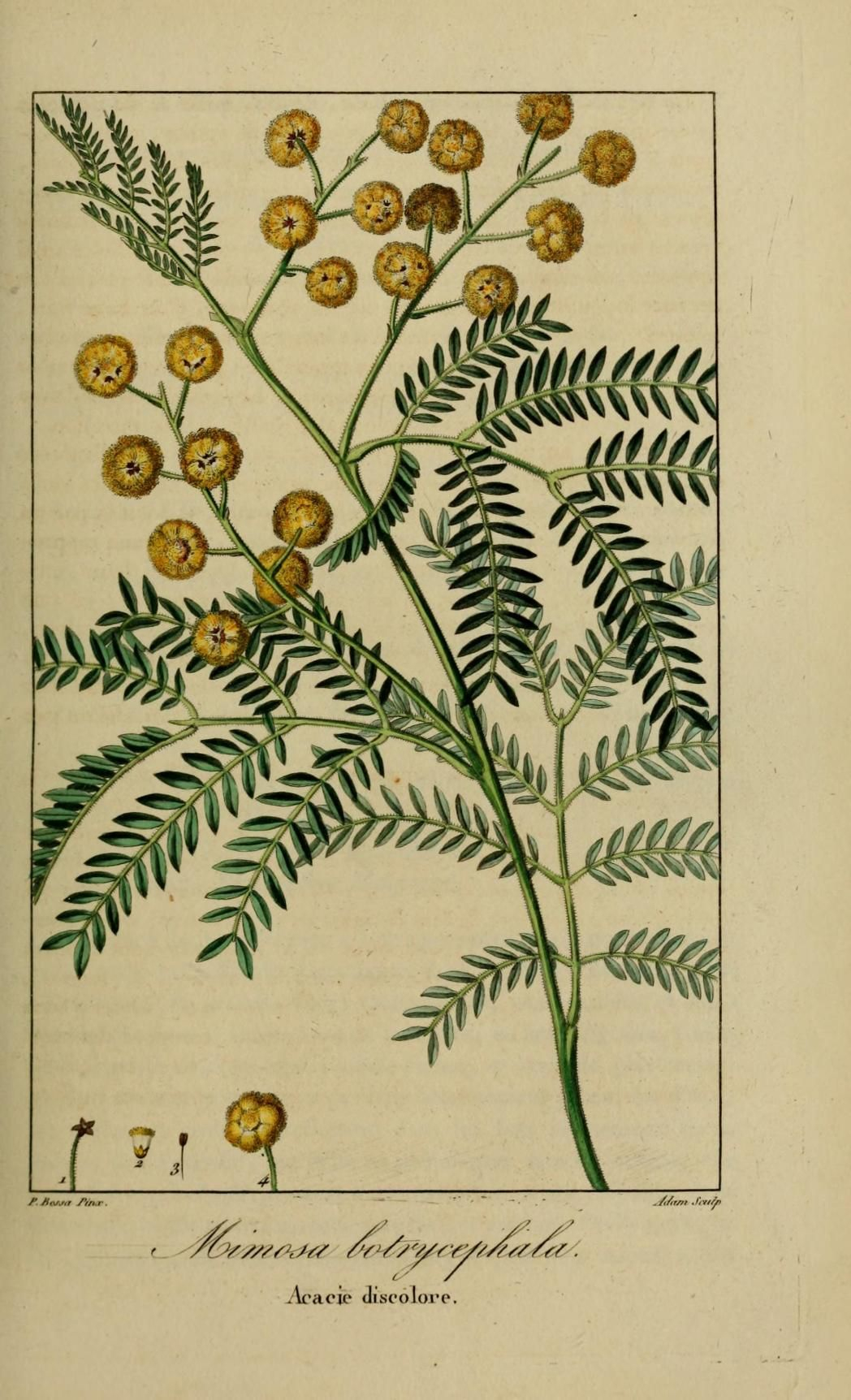 Botanical Drawings, Botanical Illustration, Plant Illustration pour Dessin De Mimosa 