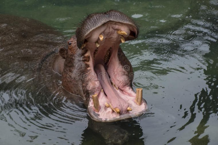 Bouche Grande Ouverte D'Hippopotame Photo Stock – Image Du à Gros Hippopotame