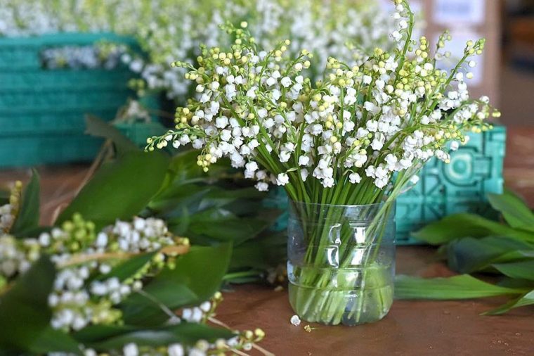 Bouquet De Muguet Gratuit Avec Text  Brin De Muguet à Image De Muguet Gratuit