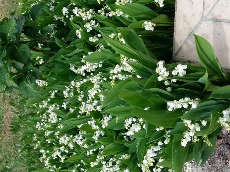 Bouquet De Muguet Virtuel Gratuit  Telecharger Photo intérieur Image De Muguet Gratuit