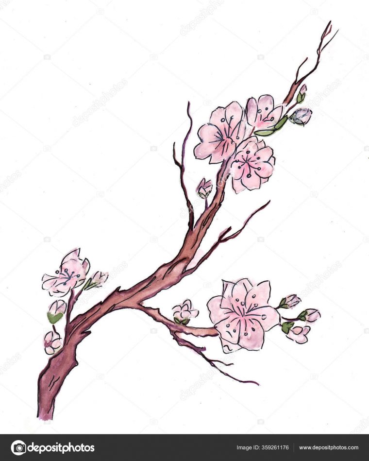 Branche Fleur Sakura Dessin Aquarelle — Photographie tout Dessin De Fleurs