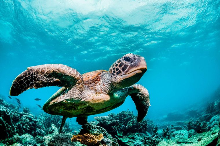 Brève  Des Bactéries Auraient Doté Les Animaux D'Un destiné Animaux Dans La Mer