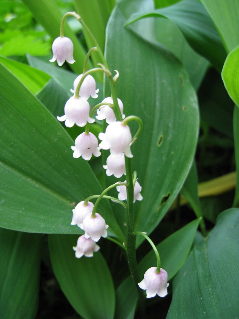 Brin De Muguet Rose – Brin De Muguet concernant Image De Muguet Gratuit