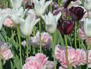 Bulbes De Tulipes pour Planter Les Tulipes