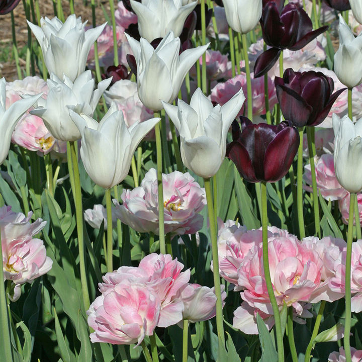 Bulbes De Tulipes pour Planter Les Tulipes