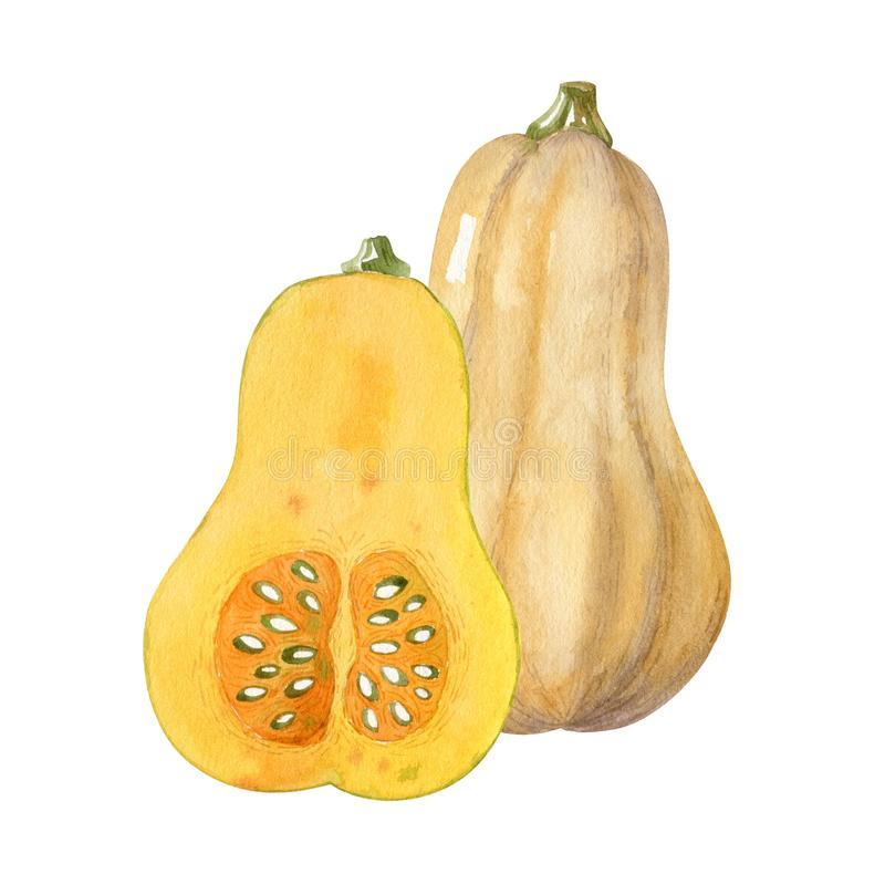 Butternut Stock Illustrations, Vecteurs, &amp;amp; Clipart - (489 tout Dessin Courge 