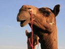 Camel Safari A Jaisalmer - Notre Petit Grain D'Asie intérieur Le Cri Du Chameau