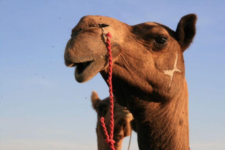 Camel Safari A Jaisalmer – Notre Petit Grain D'Asie intérieur Le Cri Du Chameau