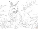 Caracal Desert Wild Cat Coloring Page  Free Printable destiné Coloriage De Lynx