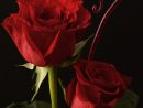 Carte De Voeux Gratuites Saint Valentin Fleurs Roses pour Photos De Roses Gratuites