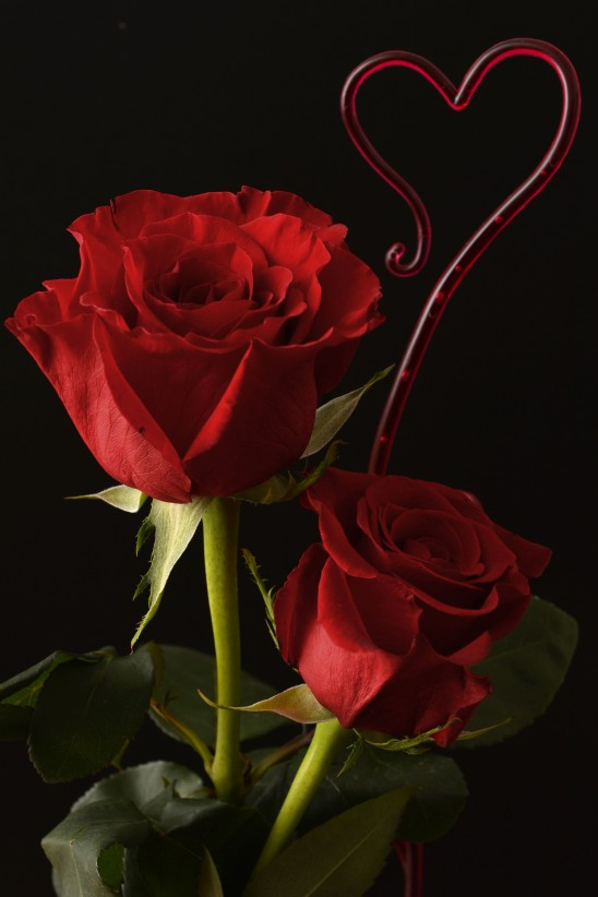 Carte De Voeux Gratuites Saint Valentin Fleurs Roses pour Photos De Roses Gratuites 