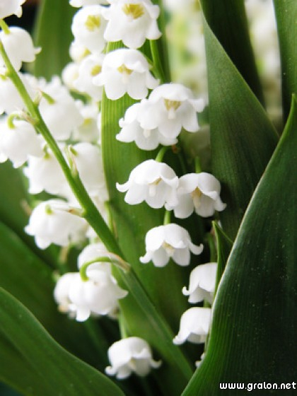 Carte Muguet 1Er Mai Thème Fleurs encequiconcerne Images Gratuites Muguet 1Er Mai 