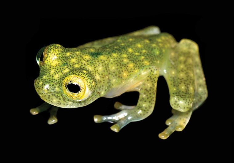 Cette Grenouille De Verre N'A Rien À Cacher – Gurumeditation concernant Image De Grenouille