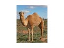 Chameau - Camel (Camelus Bacterianus) à Le Cri Du Chameau