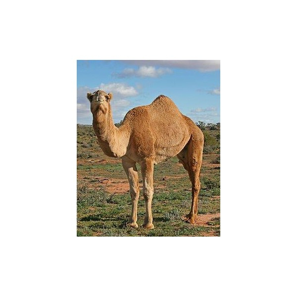 Chameau - Camel (Camelus Bacterianus) à Le Cri Du Chameau 