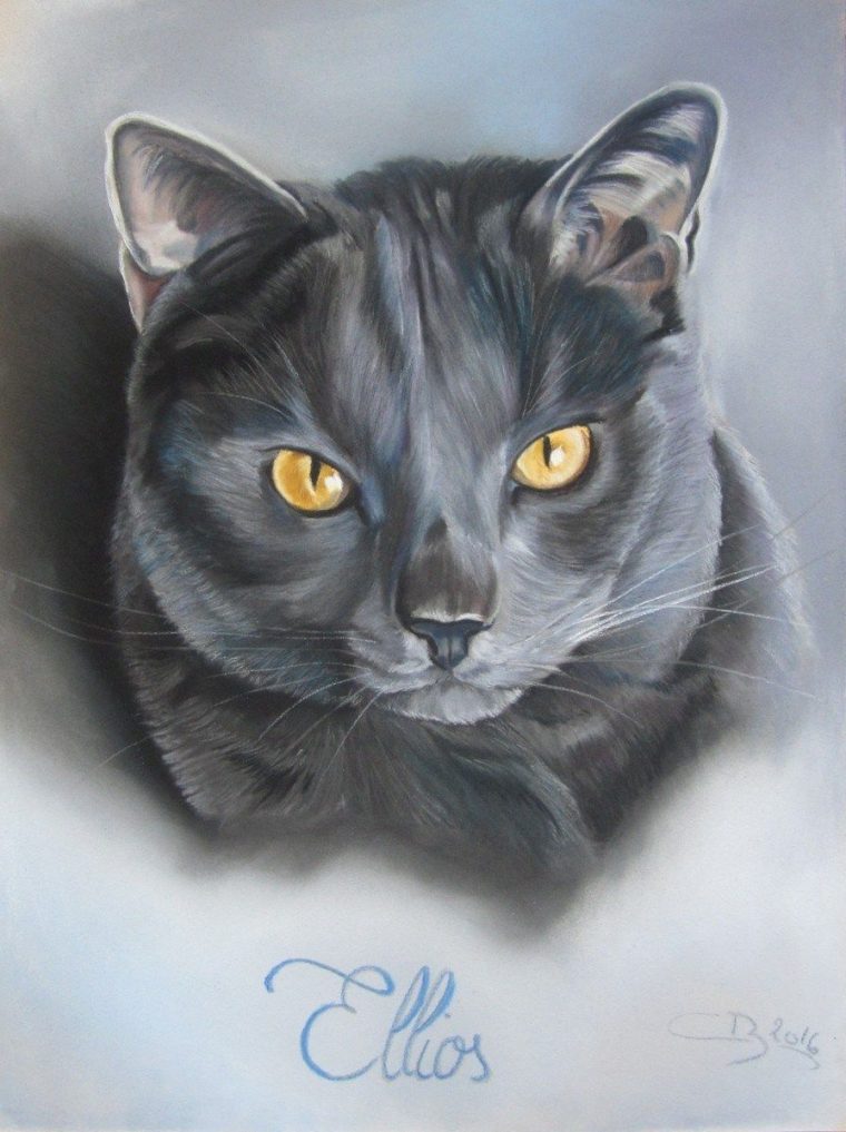 Chartreux Aux Pastels Secs  Peinture D'Animal, Dessin intérieur Dessin Animal