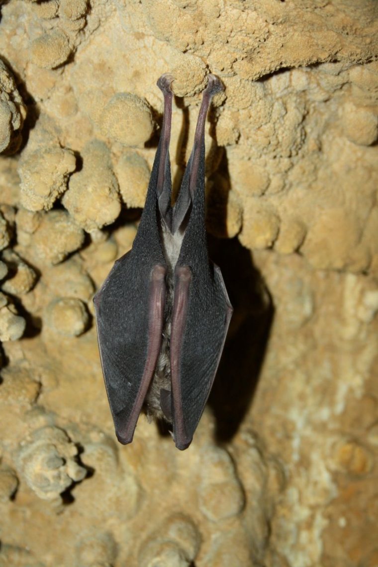 Chauve-Souris  Animals, Bat, Insects destiné Chauve Sourie Vampire