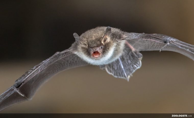 Chauve-Souris  Zoologiste serapportantà Chauve Sourie Vampire