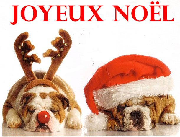 Chien Joyeux Noel  Toutous, Chien, Noel serapportantà Image De Noel Animaux 