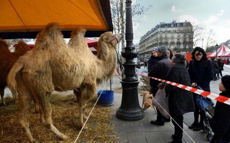 Cirque Avec Animaux : Des Associations Veulent L'Interdire concernant Cirque Animaux