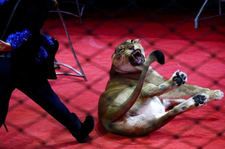 Cirque Avec Animaux : Des Associations Veulent L'Interdire destiné Cirque Animaux