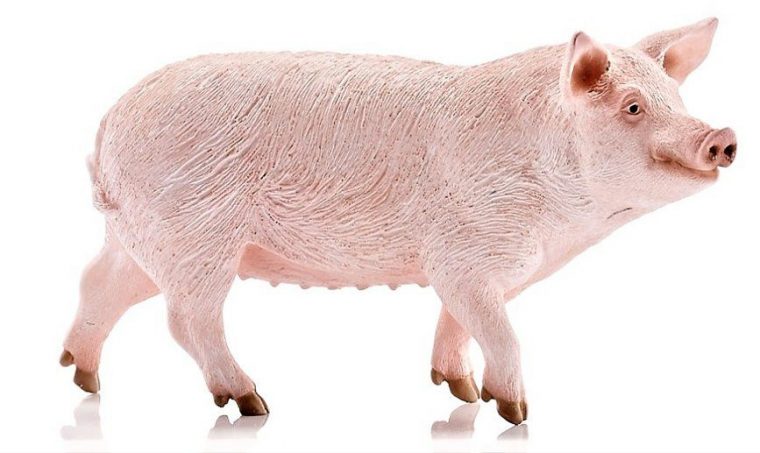 Cochon – Augrenierdepinocchio.fr concernant Pourquoi Les Cochons Se Roulent Dans La Boue