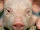 Cochon : Les Photos Les Plus Mignonnes D'Un Drôle D'Animal concernant Pourquoi Les Cochons Se Roulent Dans La Boue