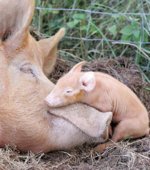 Cochon : Les Photos Les Plus Mignonnes D'Un Drôle D'Animal encequiconcerne Pourquoi Les Cochons Se Roulent Dans La Boue