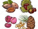 Collection Of Walnuts, Chestnuts, Pine Nuts And Peanuts tout Chataigne Dessin