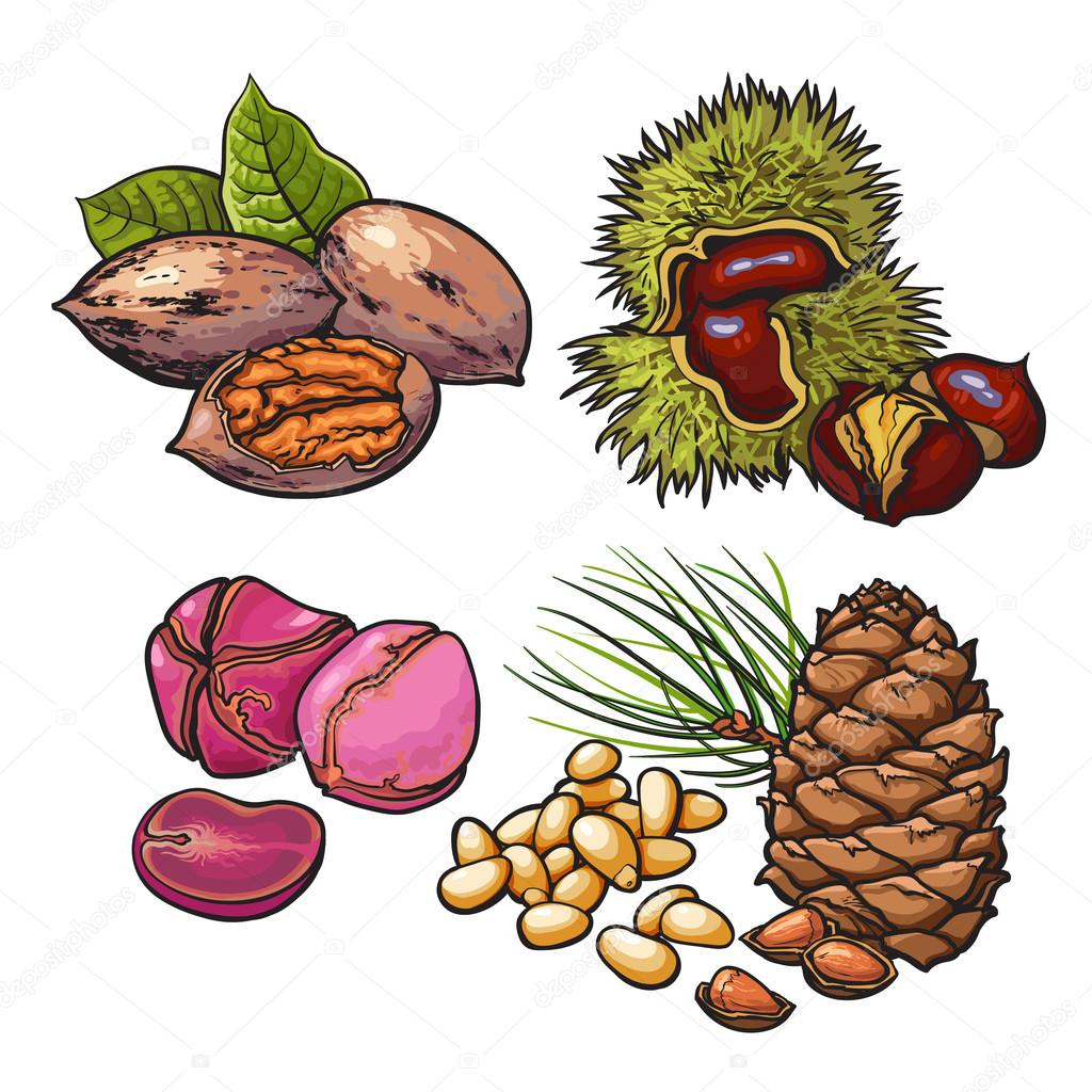 Collection Of Walnuts, Chestnuts, Pine Nuts And Peanuts tout Chataigne Dessin 