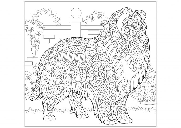 Colley À Colorier – Chiens – Coloriages Difficiles Pour avec Coloriage A Colorier