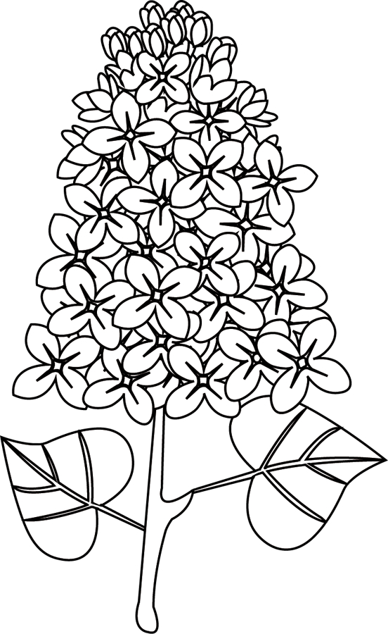 Coloreando - Coloring!!!  Pencil Drawings Of Flowers dedans Fleur À Colorier